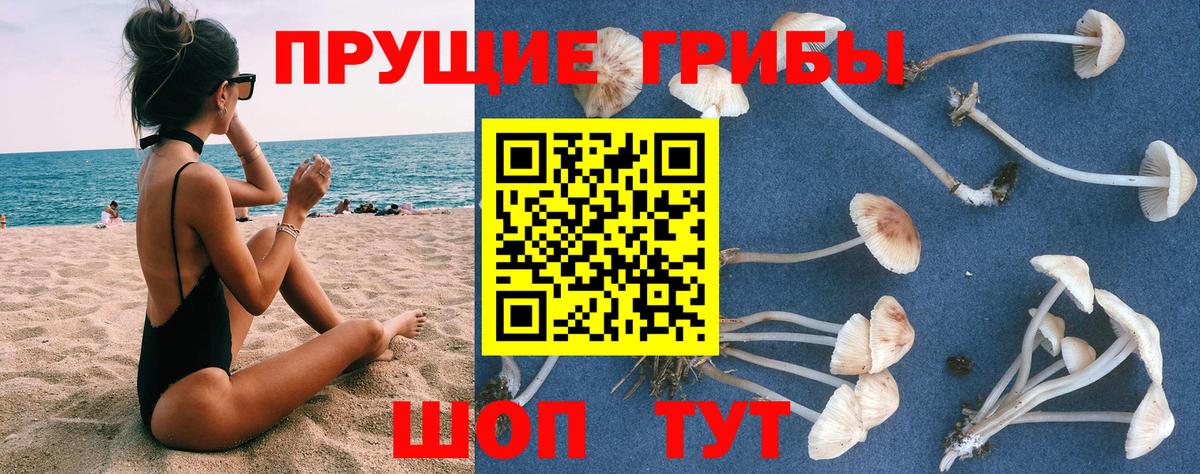 Псилоцибиновые грибы Psilocybine cubensis Смоленск